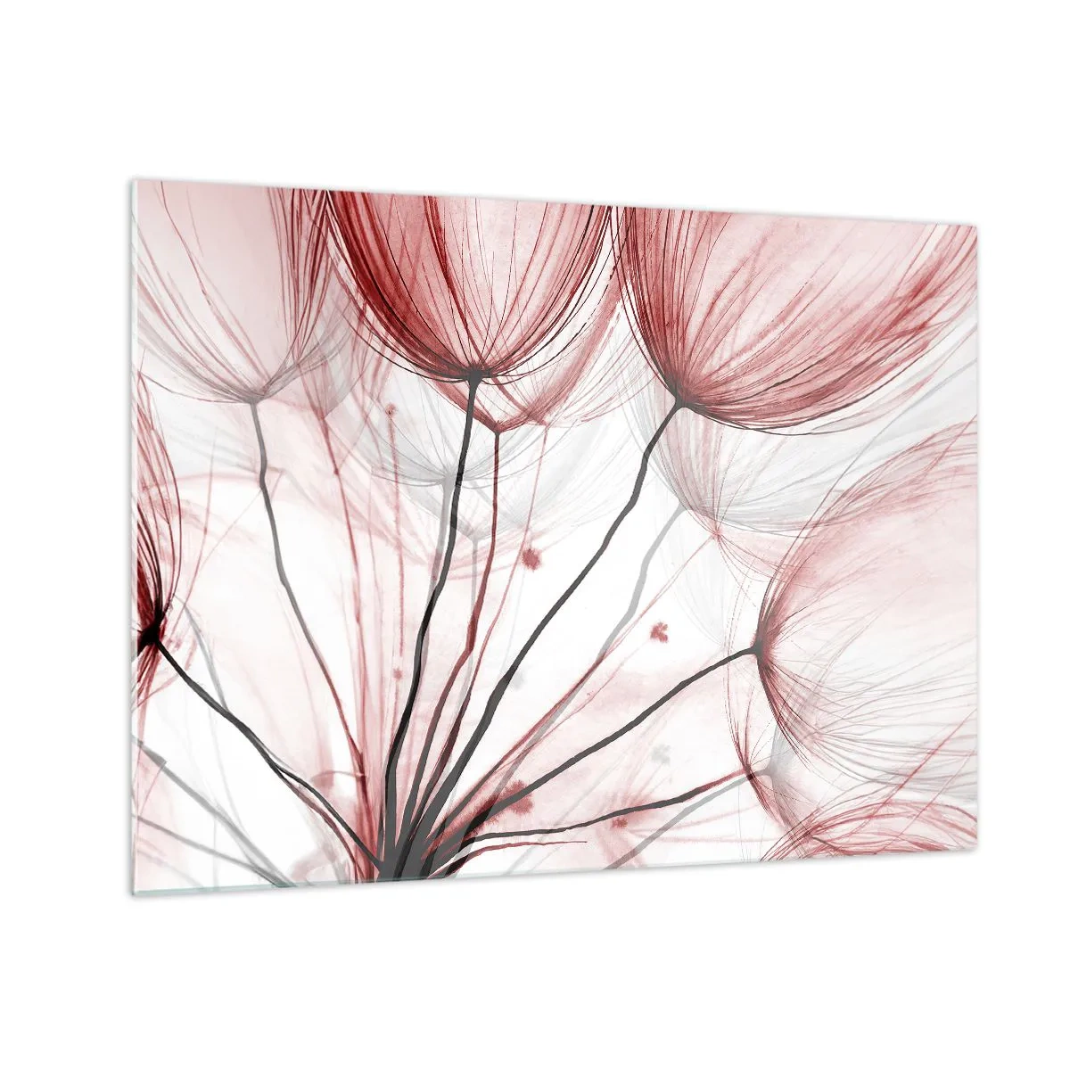 Quadro su vetro - Sottili denti di leone nelle tonalità del rosa e del nero - 70x50cm - Prima del decollo - Decorazione murale moderna per soggiorno e camera da letto ARTTOR
