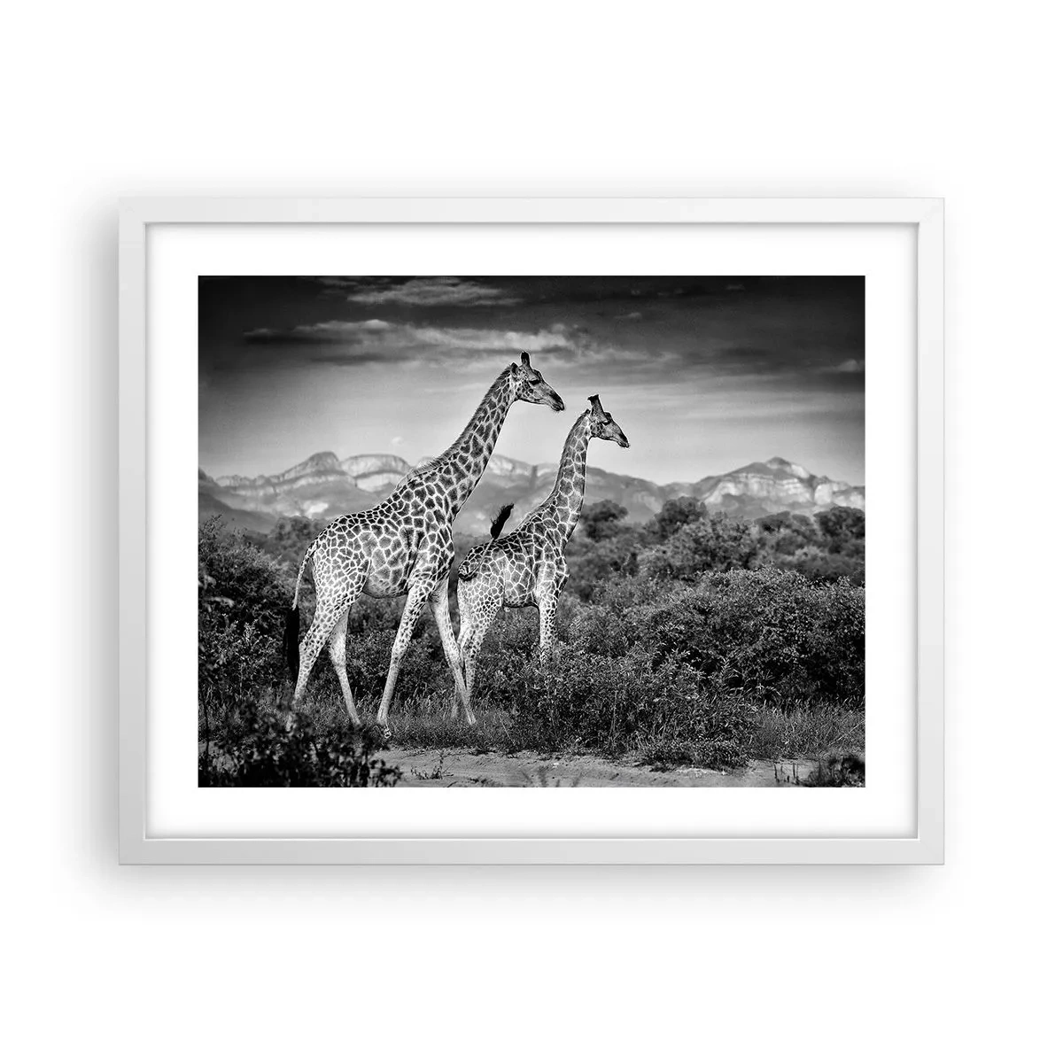 Poster in cornice bianca - Alta classe in Africa - 50x40 cm