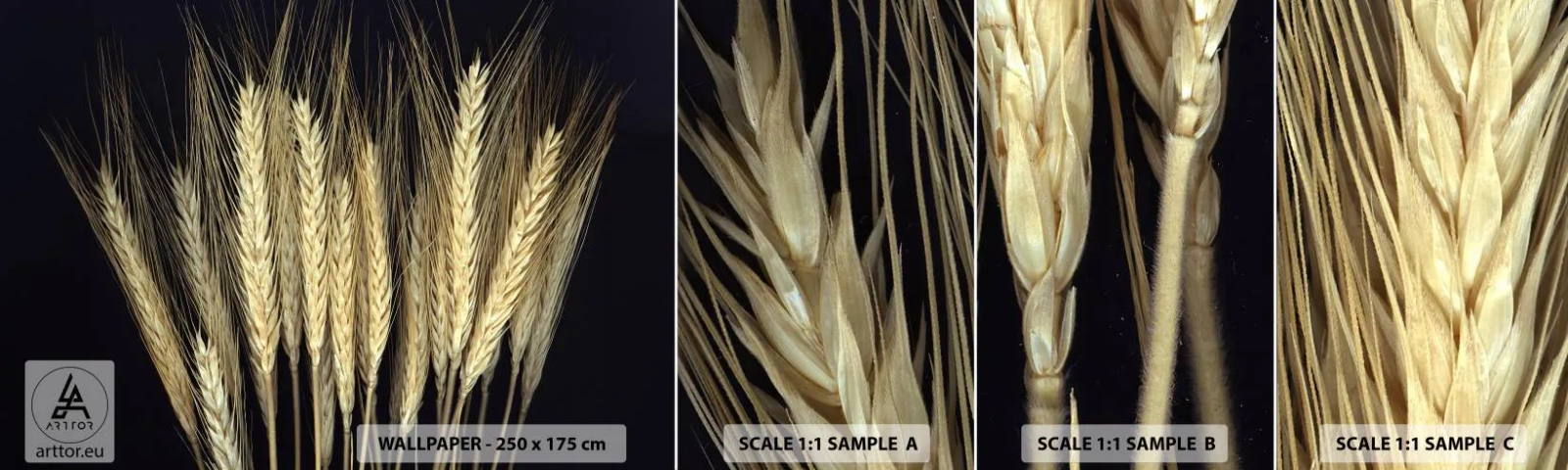 Campione Di Fotomurale Standard Eco - Magia rustica - Cereale, Impianti, Natura - 100x30 cm