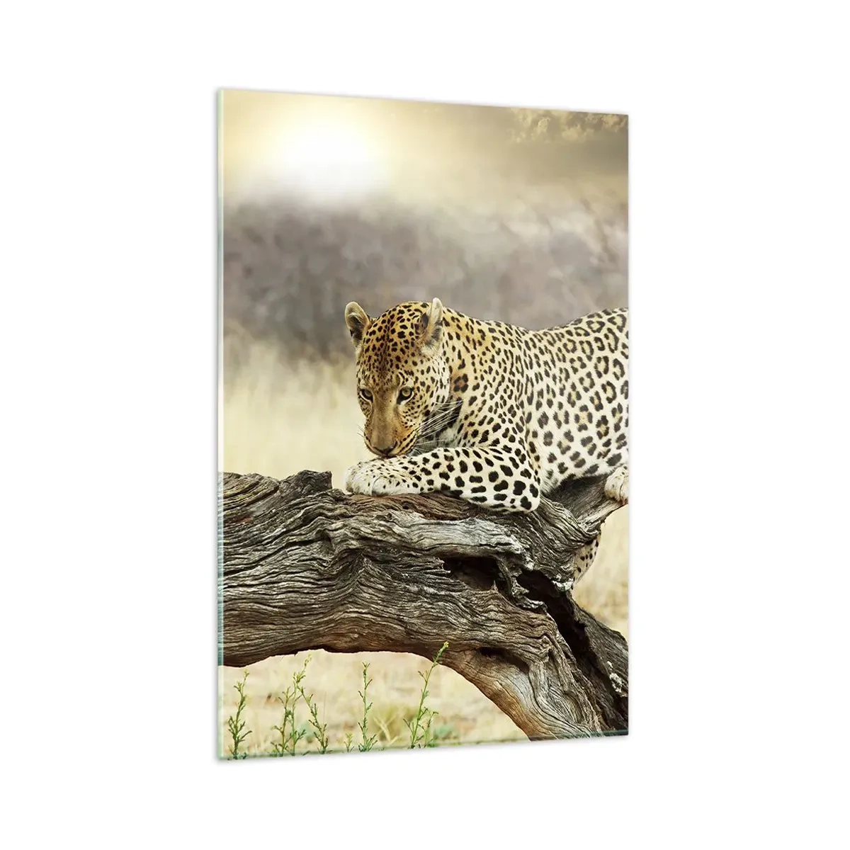 Quadro su vetro - Un leopardo che riposa sul tronco di un albero nella savana - 80x120cm - Vado per la mia strada - Decorazione murale moderna per soggiorno e camera da letto ARTTOR