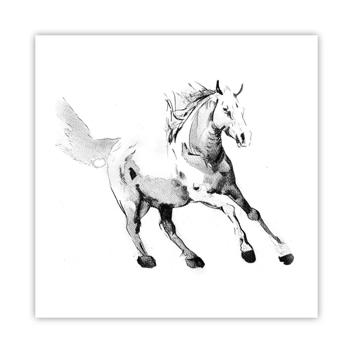 Poster - Anima indomabile - 50x50 cm