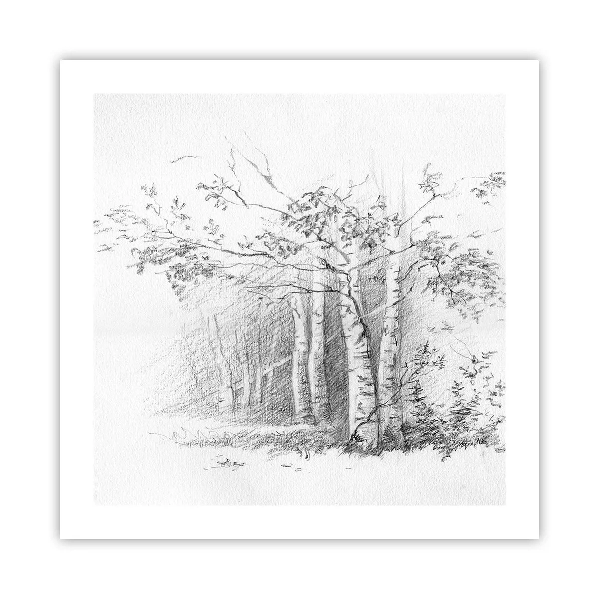 Poster - La luce della foresta di betulle - 50x50 cm