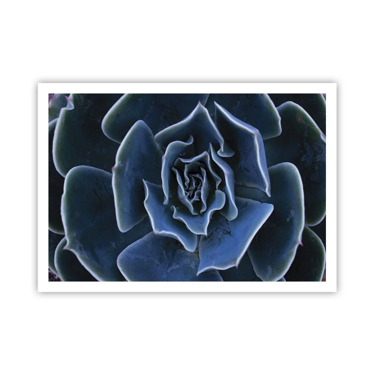Poster - Primo piano di una rosetta succulenta verde - 100x70cm - Fiore del deserto - Decorazione murale moderna per soggiorno e camera da letto ARTTOR