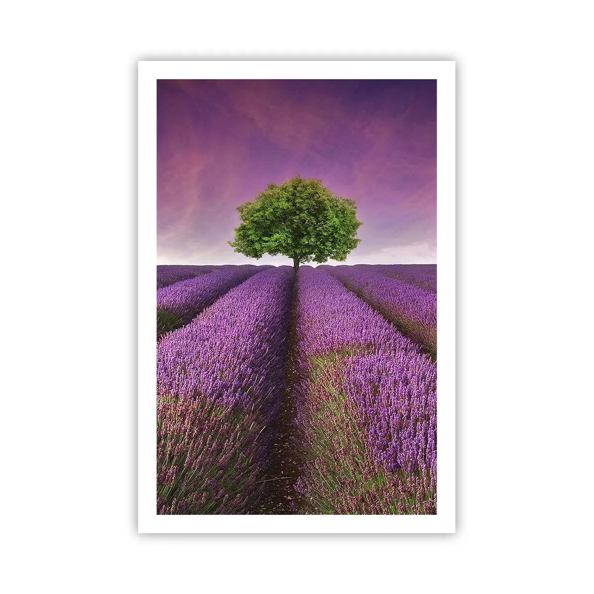 Poster - Sui campi di lavanda - 61x91 cm