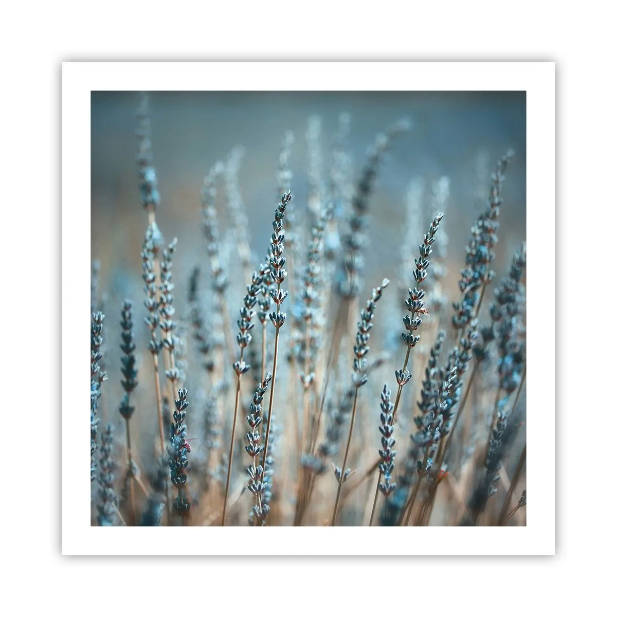 Poster - Campo profumato - 60x60 cm