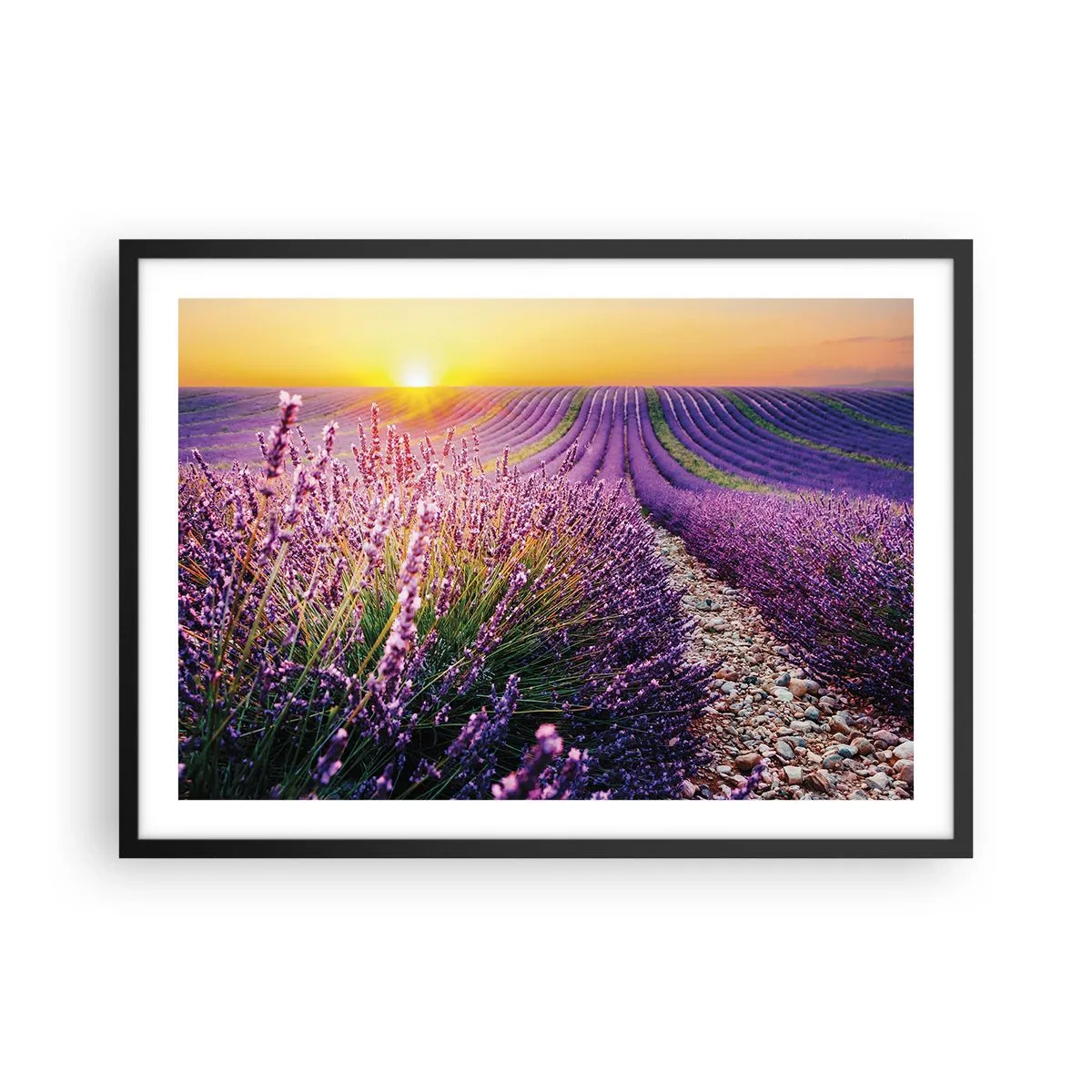 Poster in cornice nera - Campo di lavanda al tramonto - 70x50cm - Campo profumato - Decorazione murale moderna per soggiorno e camera da letto ARTTOR