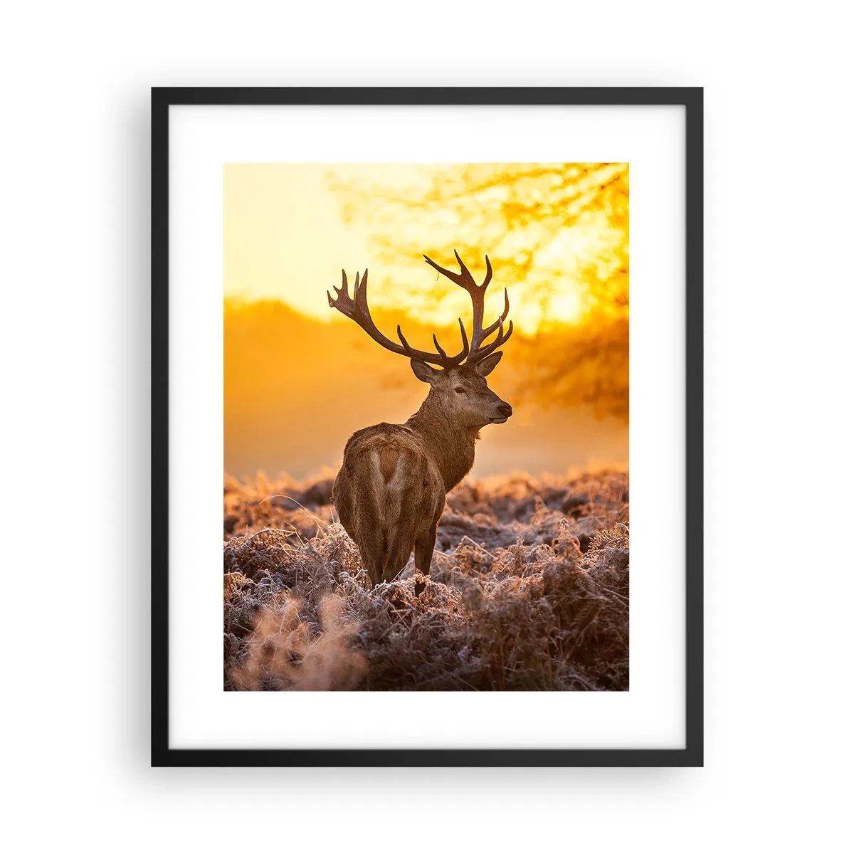 Poster in cornice nera - Il re del bosco estivo - 40x50 cm