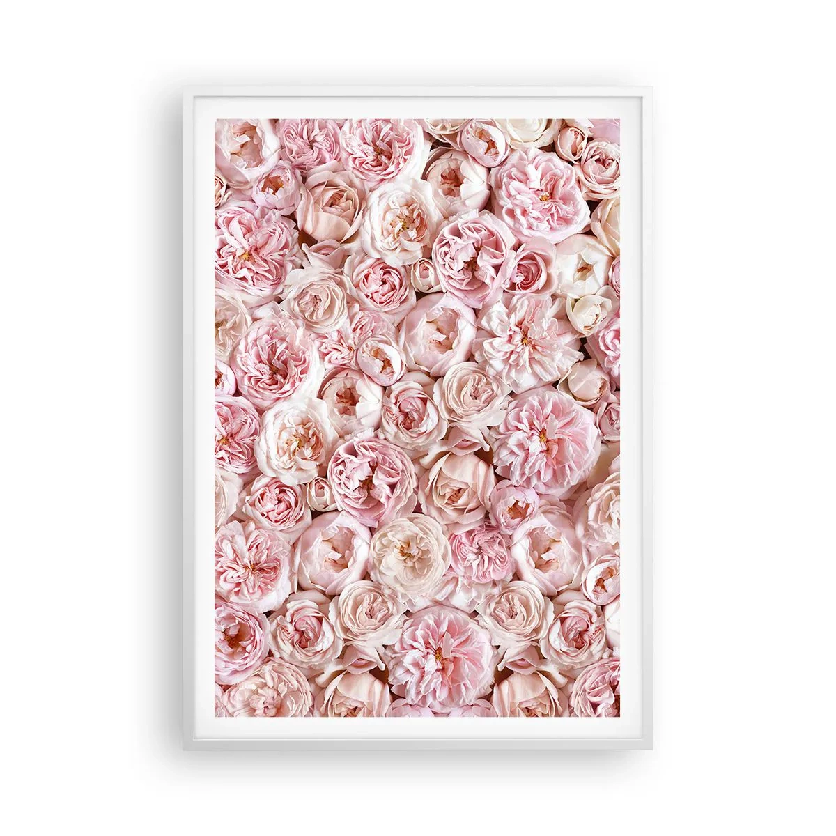 Poster in cornice bianca - Coperto di rose - 70x100 cm