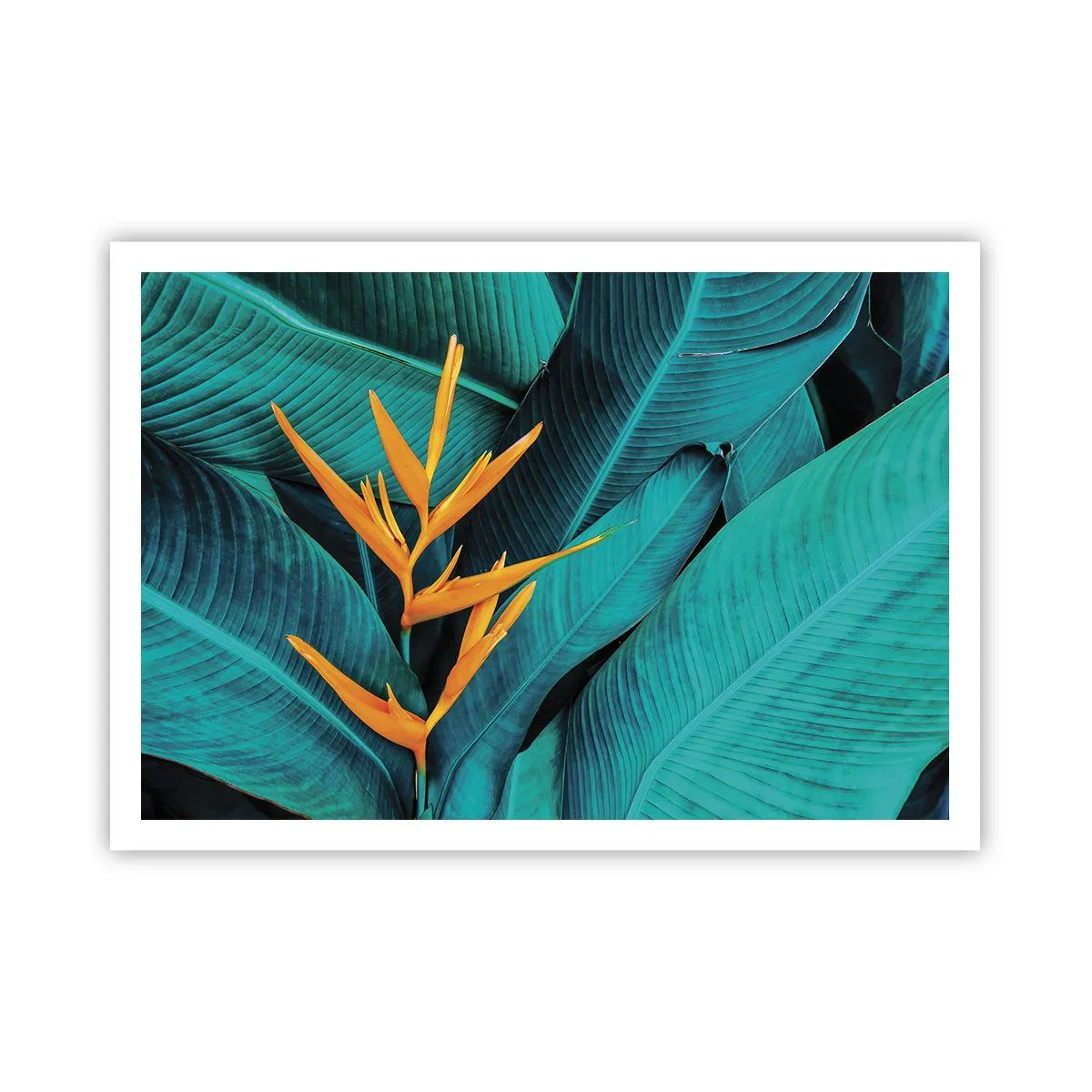 Poster - Un fiore esotico su uno sfondo di foglie di banano in tonalità turchesi. - 100x70cm - Il fiore dell'Eden - Decorazione murale moderna per soggiorno e camera da letto ARTTOR