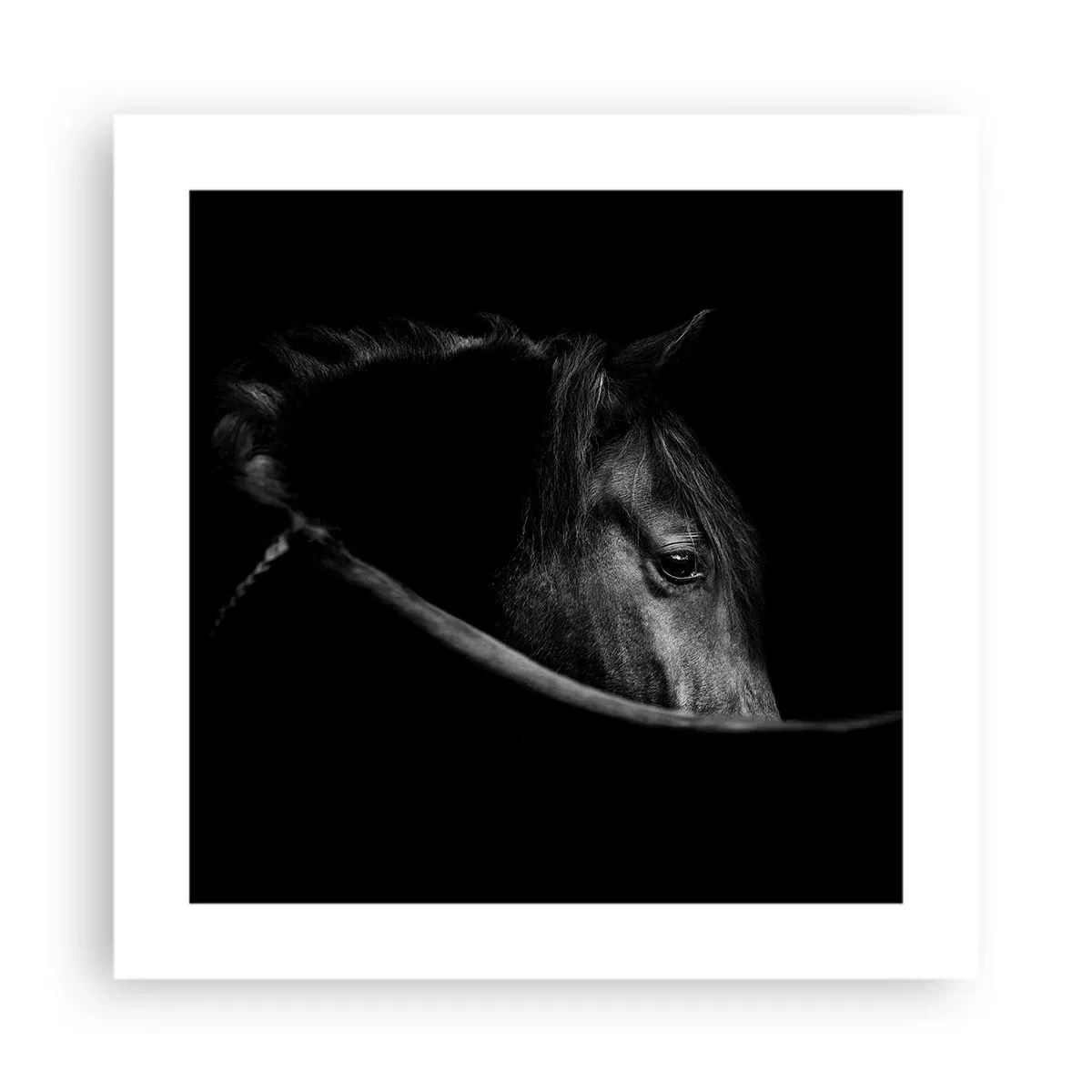 Poster - Il principe nero - 40x40 cm
