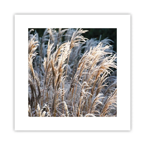 Poster - Vestite di brina - 30x30 cm