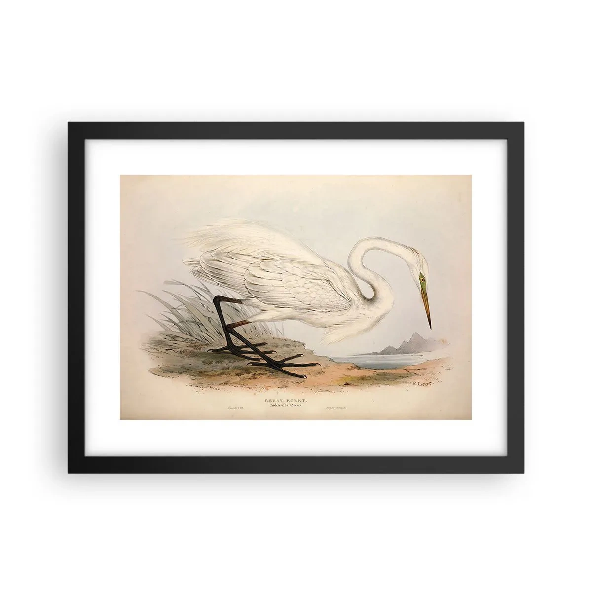 Poster in cornice nera - La signora nel canneto - 40x30 cm