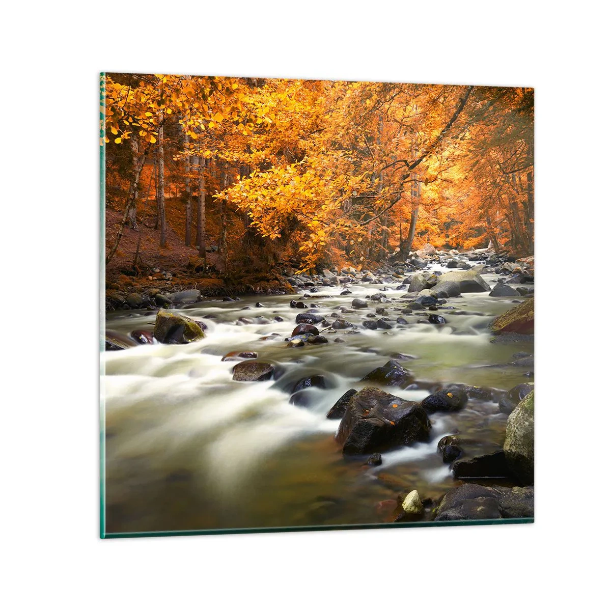 Quadro su vetro - Ruscello nel bosco dorato - 50x50 cm