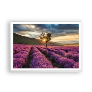 Poster in cornice bianca - Aroma di colore lilla - 100x70 cm