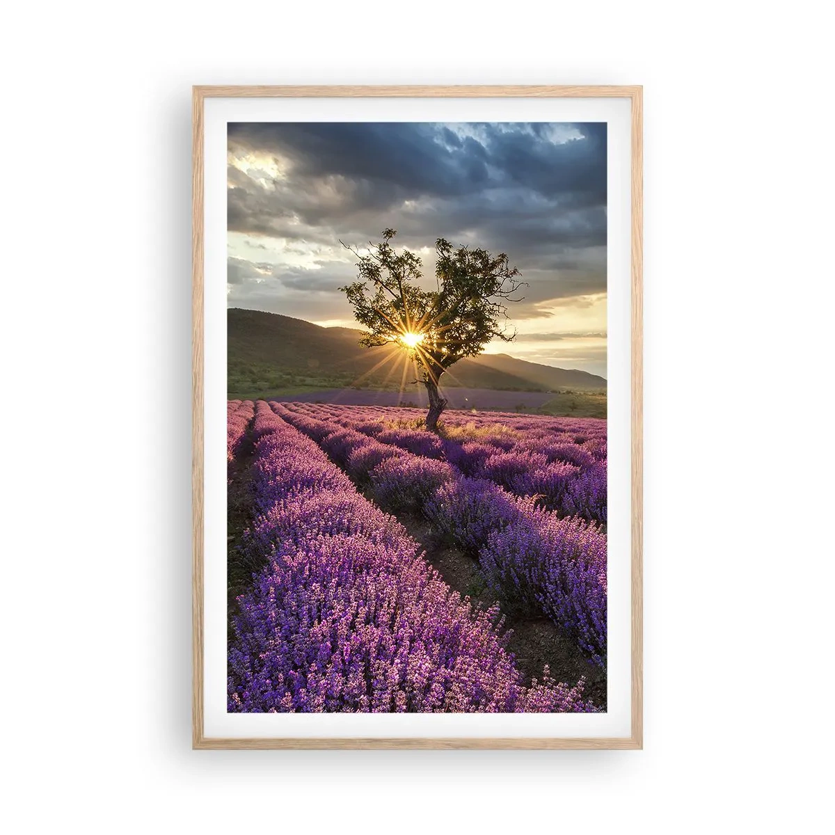 Poster in cornice rovere chiaro - Aroma di colore lilla - 61x91 cm