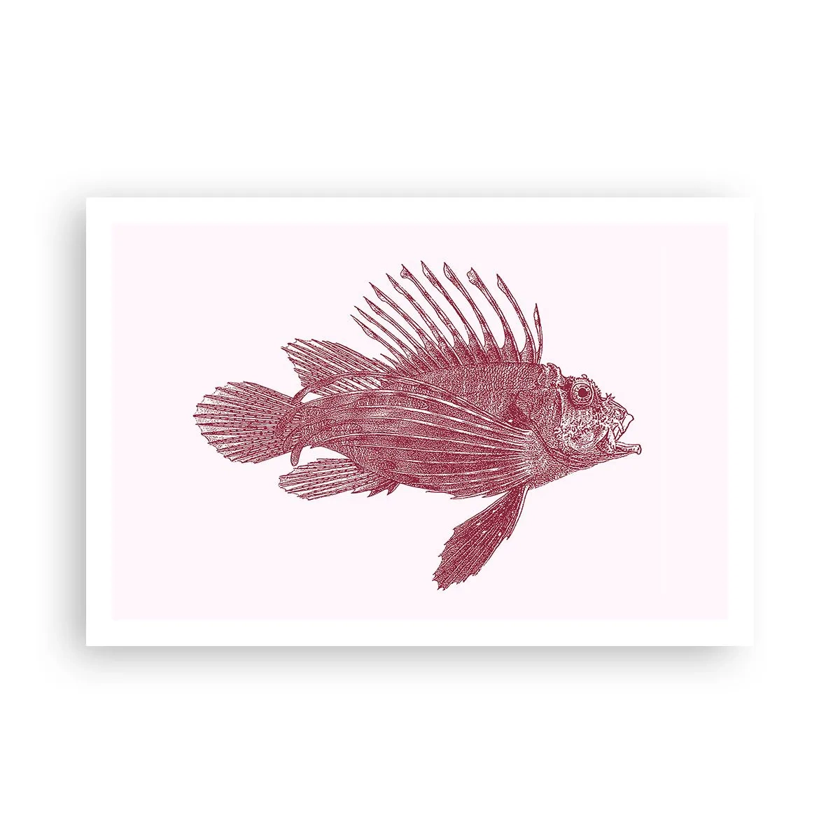 Poster - Abitante di mari esotici - 91x61 cm