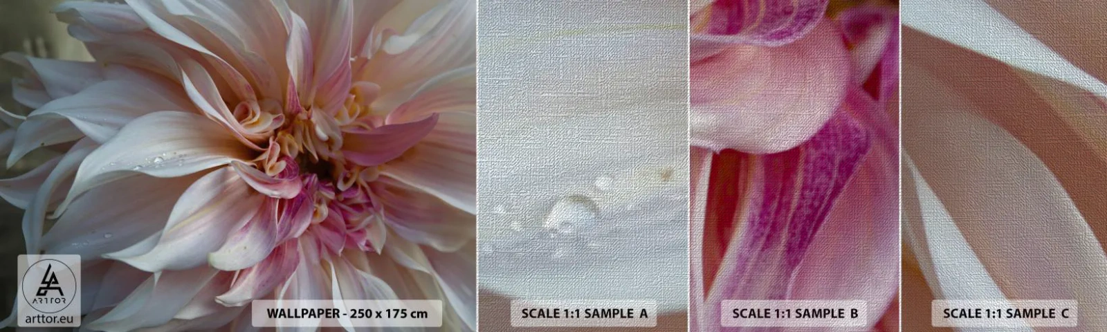 Campione di Fotomurale Premium Canvas - Freschezza in fiore - Fiore, Dalia, Pianta - 100x30 cm