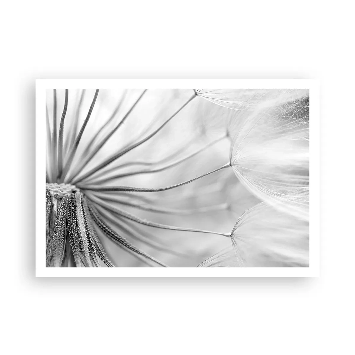 Poster - Delicati denti di leone nei toni del bianco e del nero - 100x70cm - Denti di leone, aquiloni - Decorazione murale moderna per soggiorno e camera da letto ARTTOR