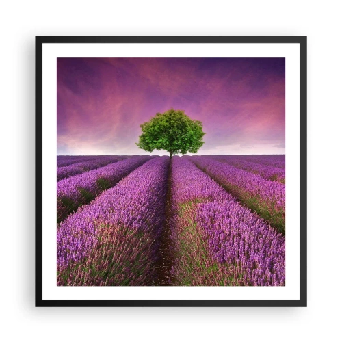 Poster in cornice nera - Sui campi di lavanda - 60x60 cm