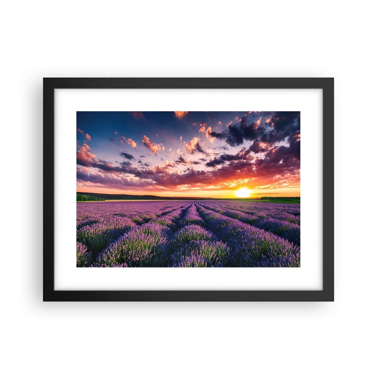 Poster in cornice nera - Il mondo della lavanda - 40x30 cm