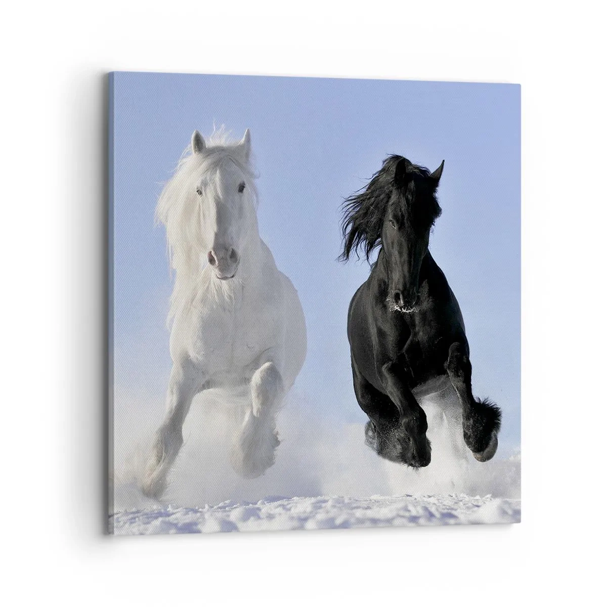 Quadro su tela - Stampe su Tela - Galoppo in bianco e nero - 70x70 cm