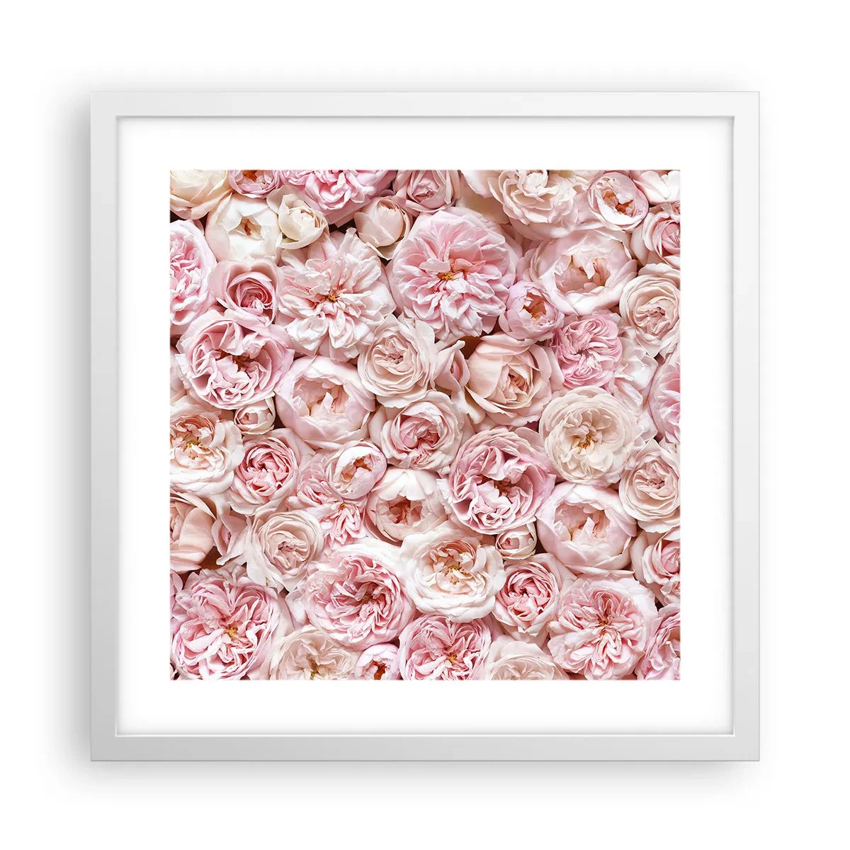 Poster in cornice bianca - Coperto di rose - 40x40 cm