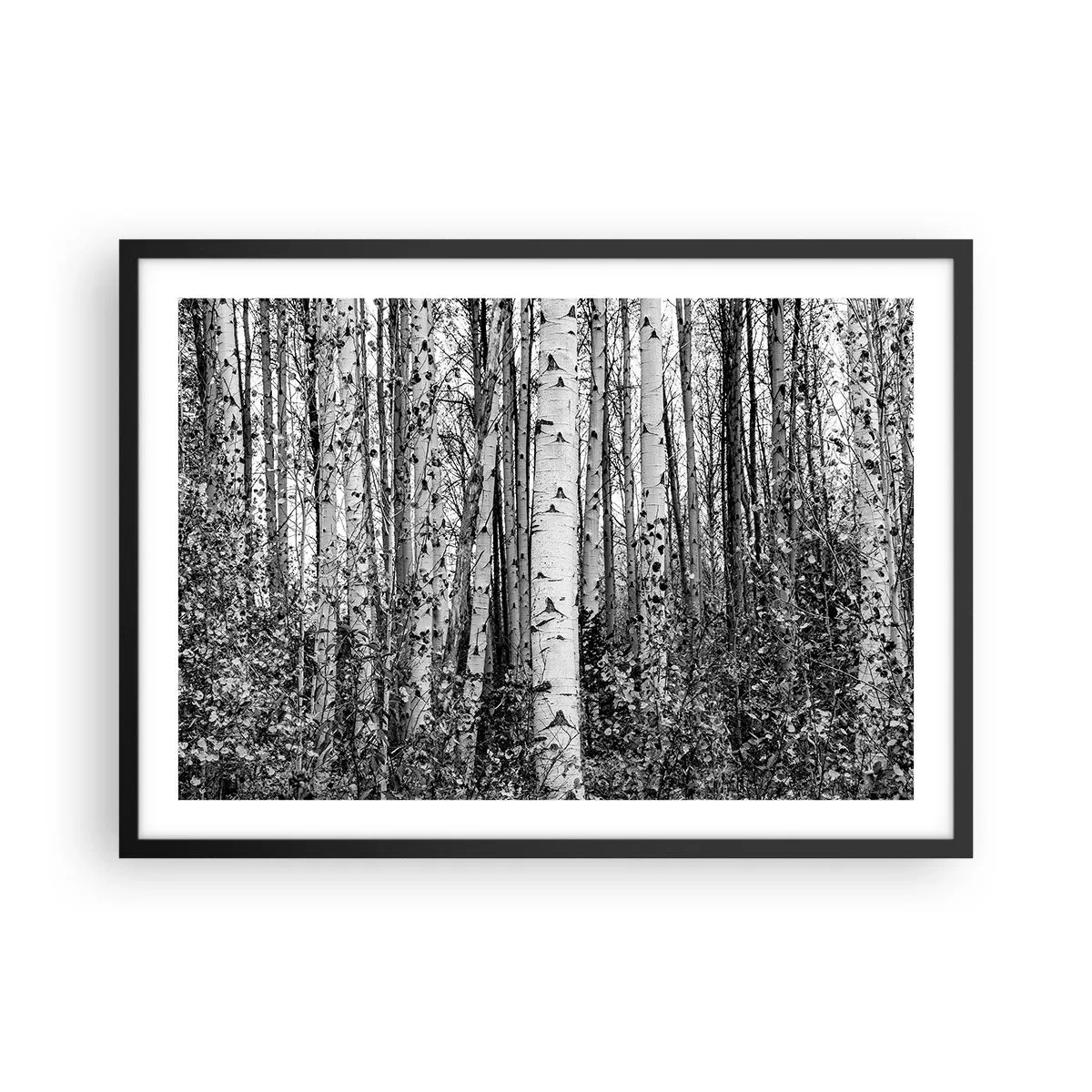 Poster in cornice nera - Betulle bianche e nere nella foresta - 70x50cm - Colonnato di betulle - Decorazione murale moderna per soggiorno e camera da letto ARTTOR
