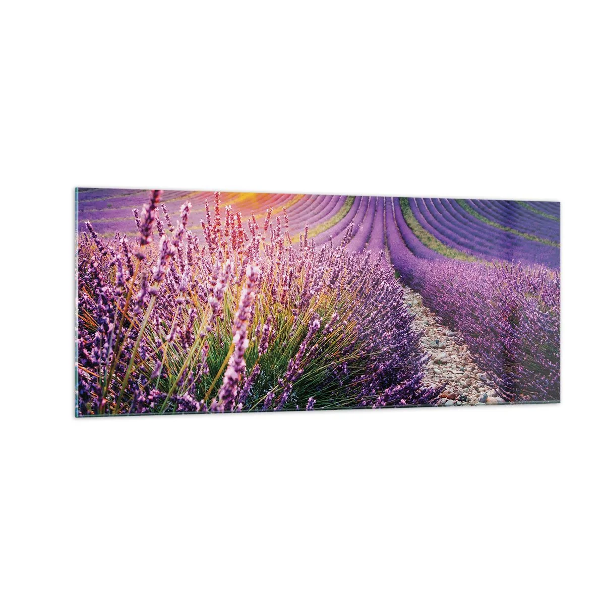 Quadro su vetro - Campo profumato - 100x40 cm