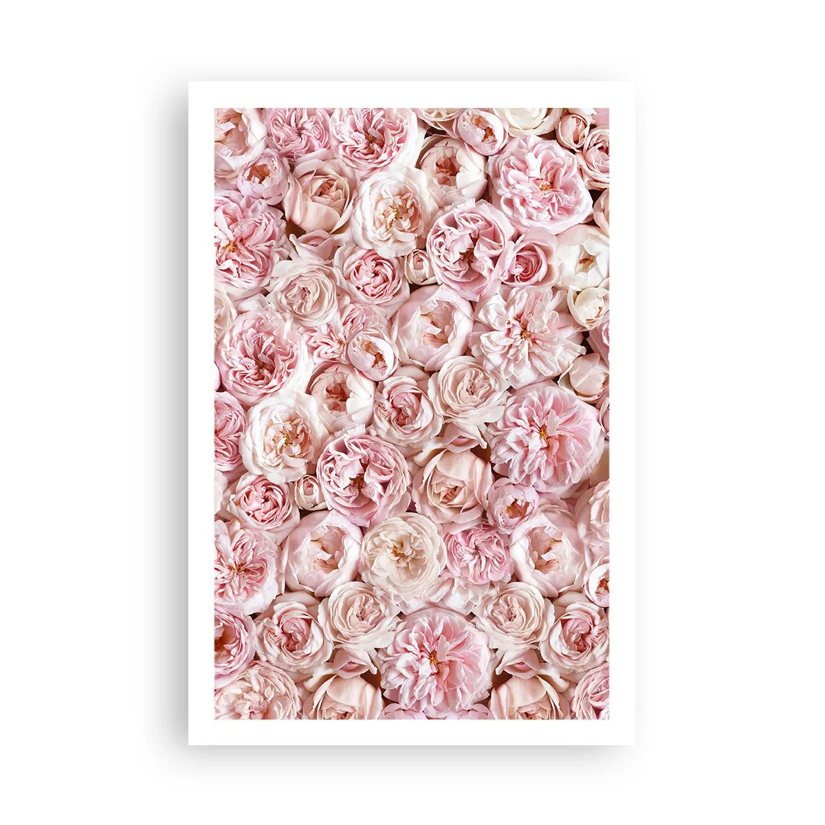 Poster - Coperto di rose - 61x91 cm
