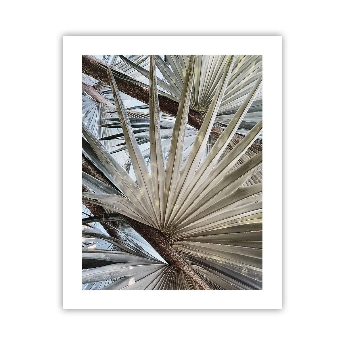 Poster - Ventagli dei tropici - 40x50 cm