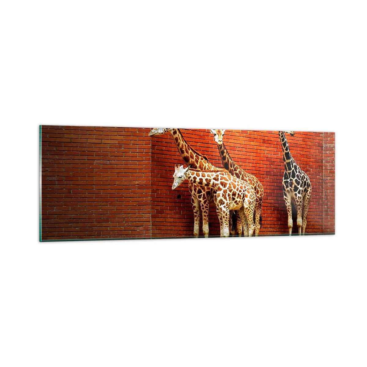 Quadro su vetro - Vedete qualche acacia? - 90x30 cm