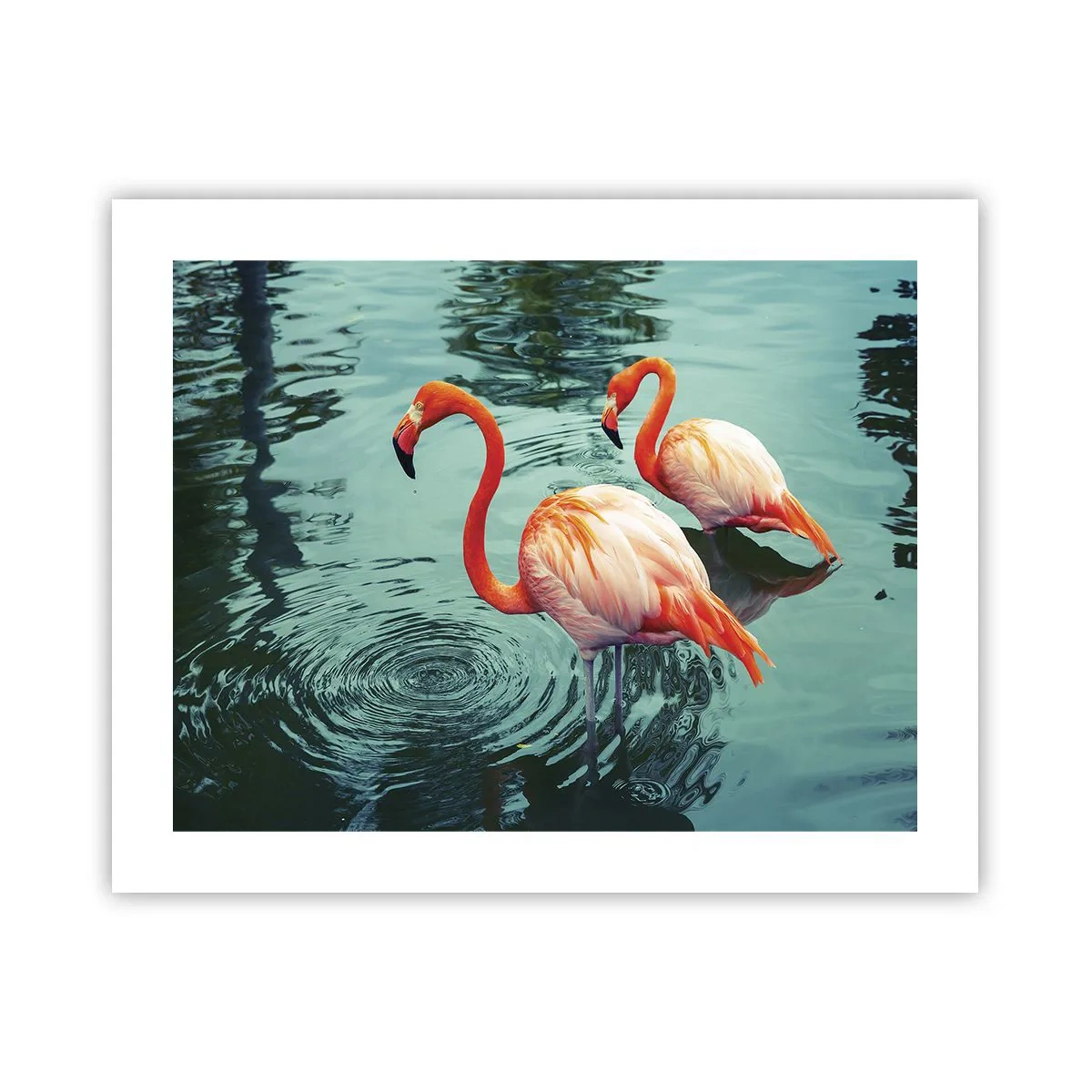 Poster - Adesso siamo di moda - 50x40 cm