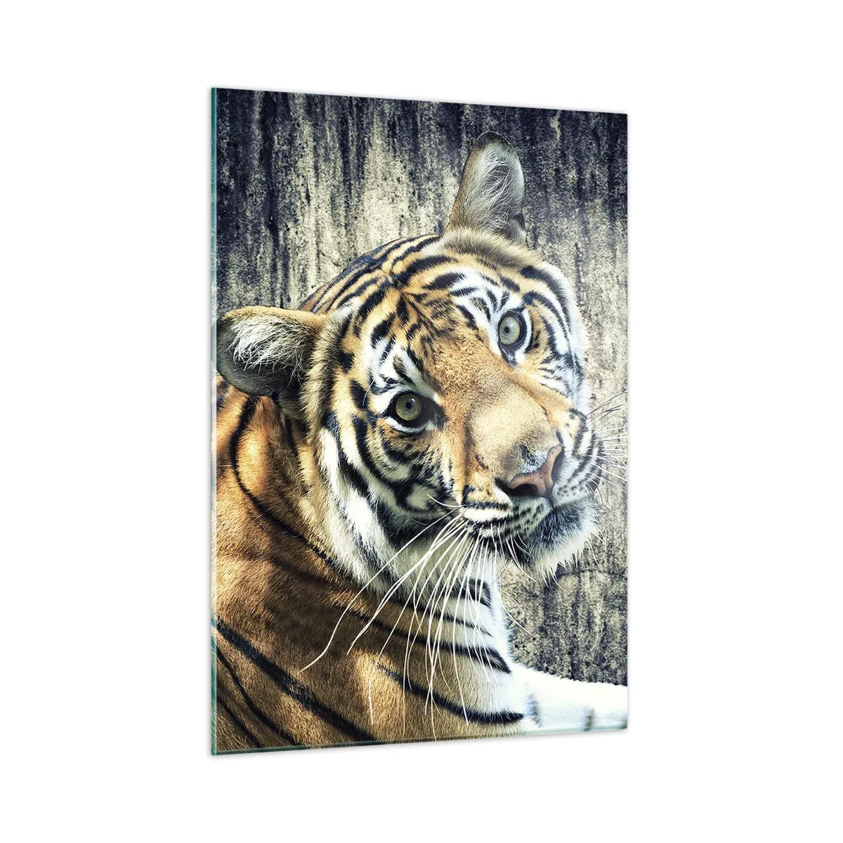 Quadro su vetro - Una tigre in posa naturale contro un muro grezzo - 50x70cm - Ritratto nei flussi di luce - Decorazione murale moderna per soggiorno e camera da letto ARTTOR