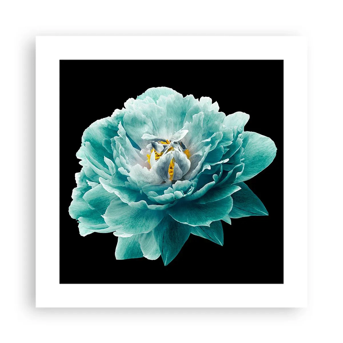 Poster - Petali blu e oro - 40x40 cm