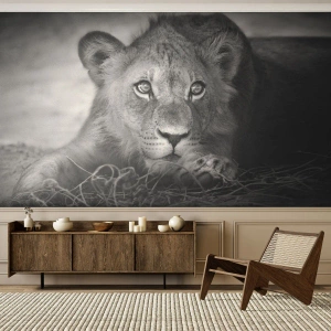 Fotomurali Premium Sand - Cucciolo di leone sdraiato in bianco e nero - 100x70cm - Cucciolo reale - Decorazione murale moderna per soggiorno e camera da letto ARTTOR