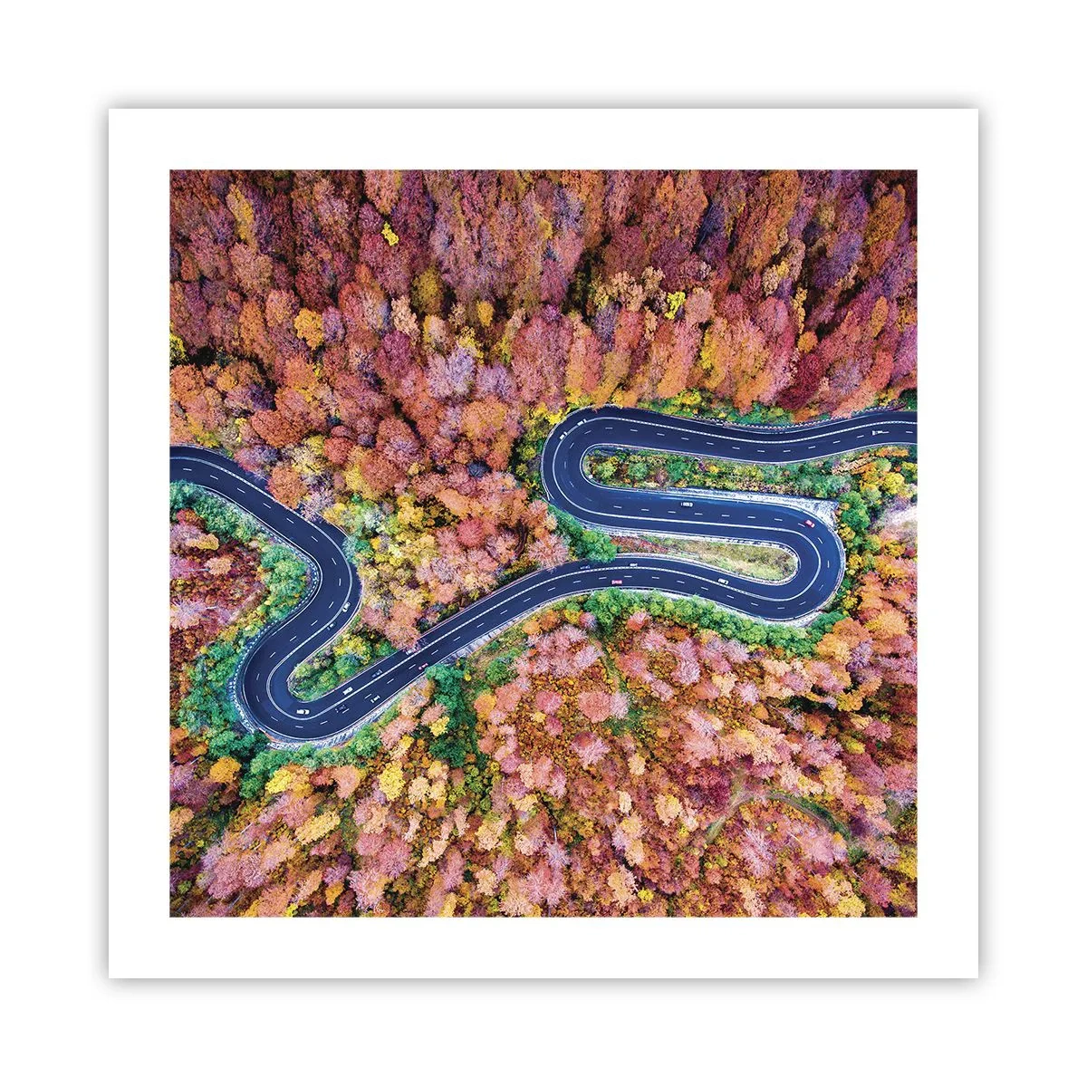 Poster - Via tortuosa attraverso il bosco - 50x50 cm