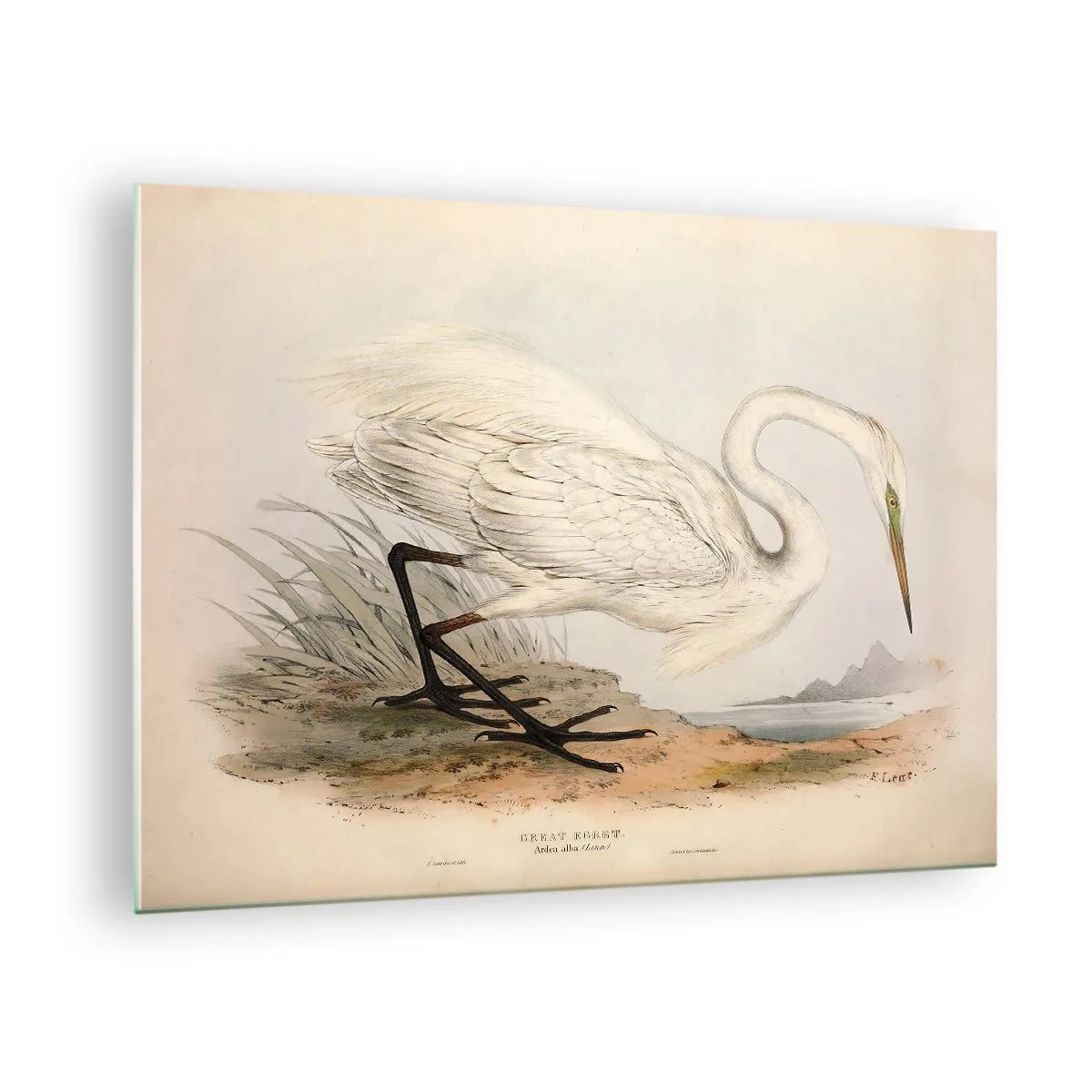Quadro su vetro - Illustrazione d'epoca di un airone bianco in riva all'acqua - 70x50cm - La signora nel canneto - Decorazione murale moderna per soggiorno e camera da letto ARTTOR