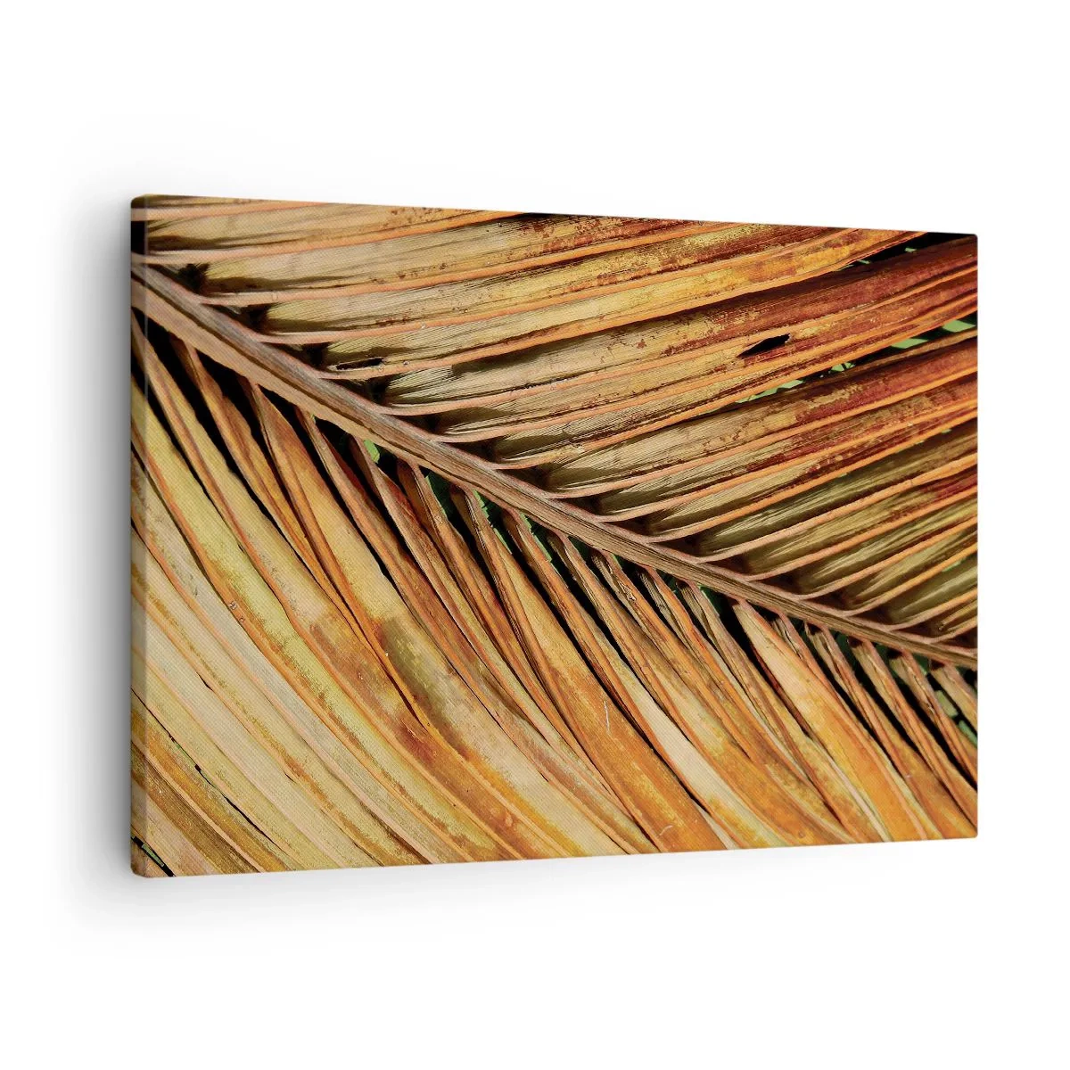 Quadro su tela - Stampe su Tela - Primo piano di una foglia di palma secca in toni caldi - 70x50cm - Oro di cocco - Decorazione murale moderna per soggiorno e camera da letto ARTTOR