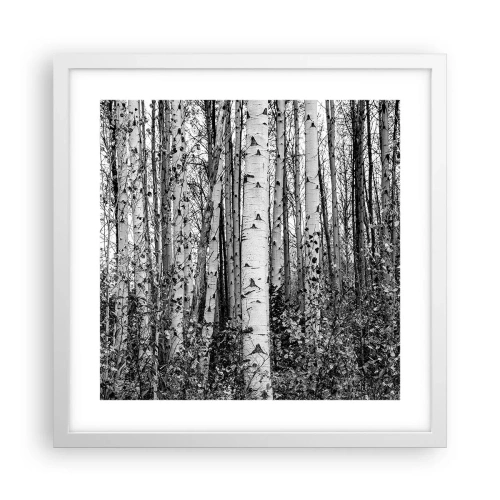 Poster in cornice bianca - Colonnato di betulle - 40x40 cm