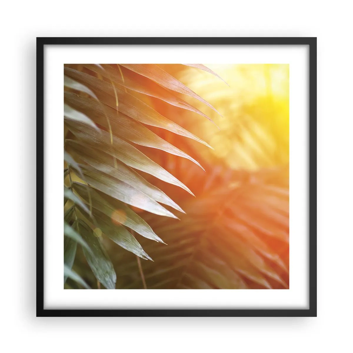 Poster in cornice nera - L'alba nella giungla - 50x50 cm