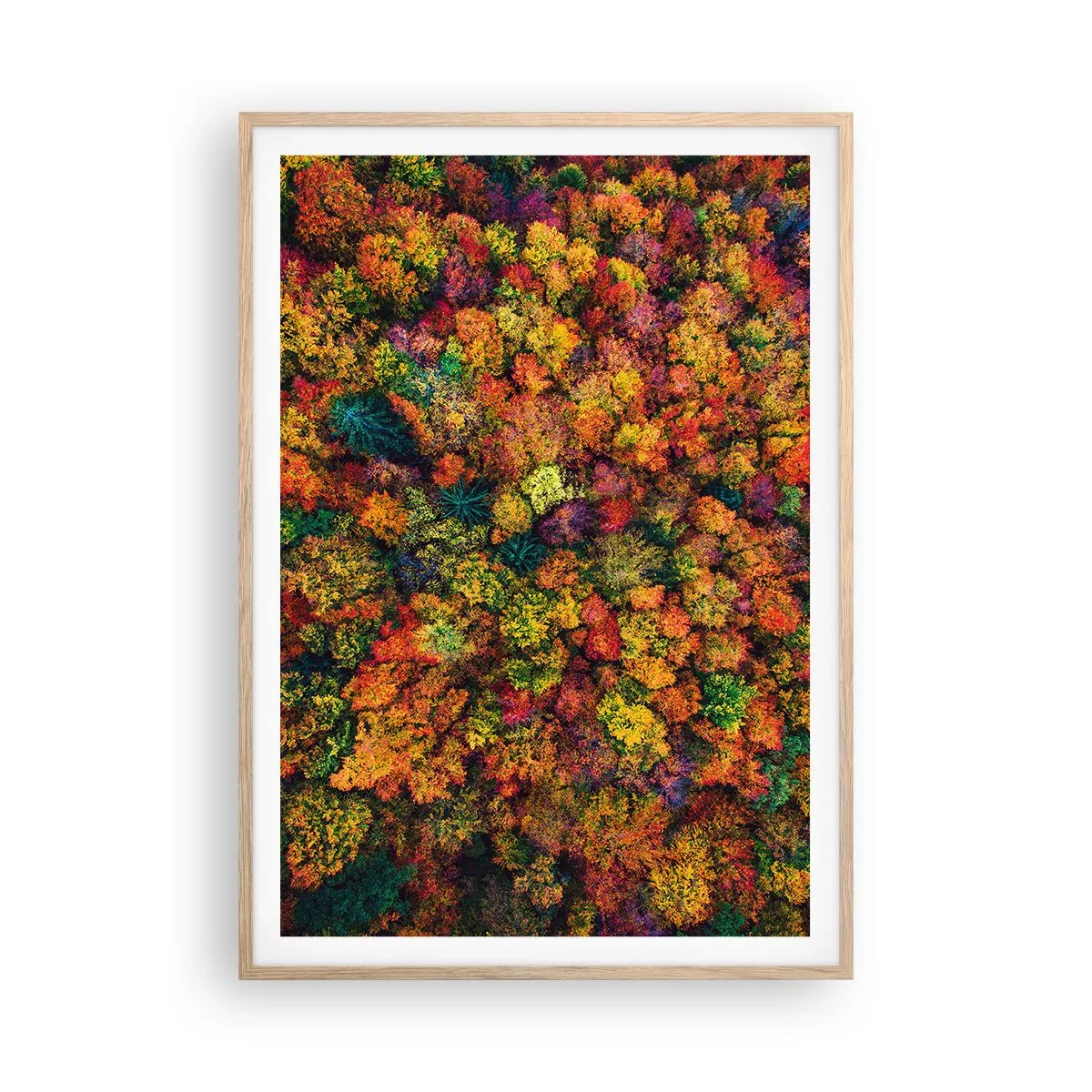 Poster in cornice rovere chiaro - Il bouquet degli alberi d'autunno - 70x100 cm