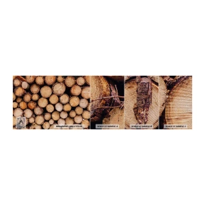 Campione di Fotomurale Premium Canvas - Nuovo inizio - Legna, Tronchi di legno, Natura - 100x30 cm