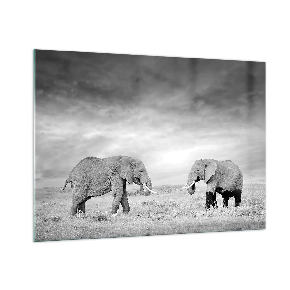 Quadro su vetro - Due elefanti nella savana nei toni del bianco e del nero - 100x70cm - Grigio è bello - Decorazione murale moderna per soggiorno e camera da letto ARTTOR