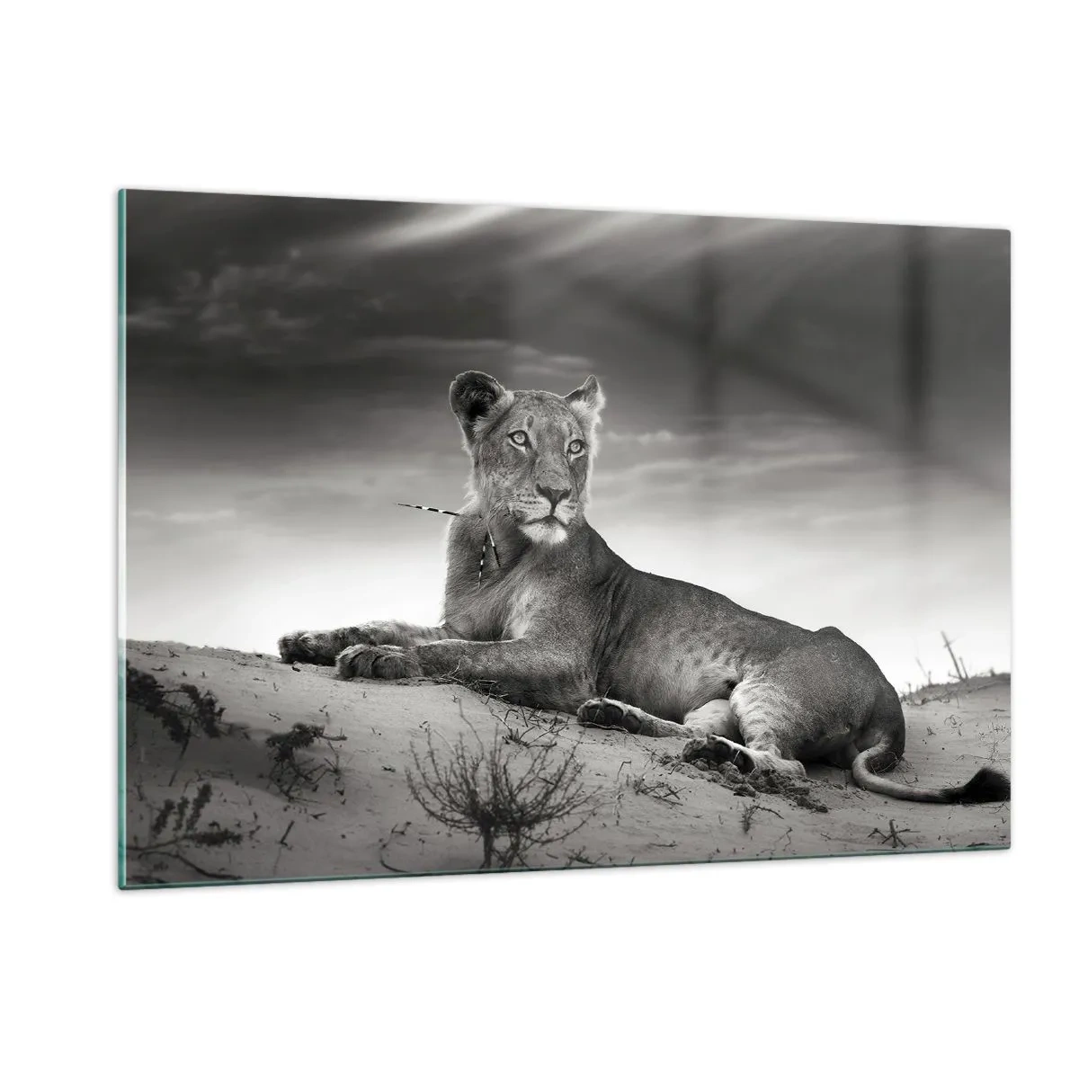 Quadro su vetro - Lasciato sdraiato nel deserto in una cornice in bianco e nero - 120x80cm - Il riposo della regina del deserto - Decorazione murale moderna per soggiorno e camera da letto ARTTOR