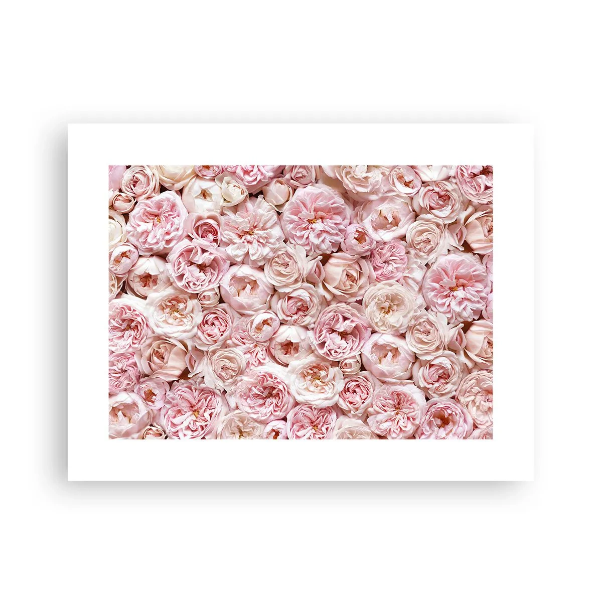 Poster - Coperto di rose - 40x30 cm