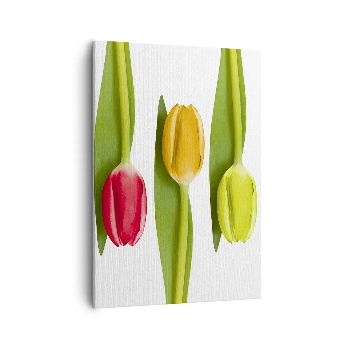 Quadro su tela - Stampe su Tela - Tulipani multicolori disposti in fila su uno sfondo bianco - 50x70cm - Composizione arcobaleno - Decorazione murale moderna per soggiorno e camera da letto ARTTOR
