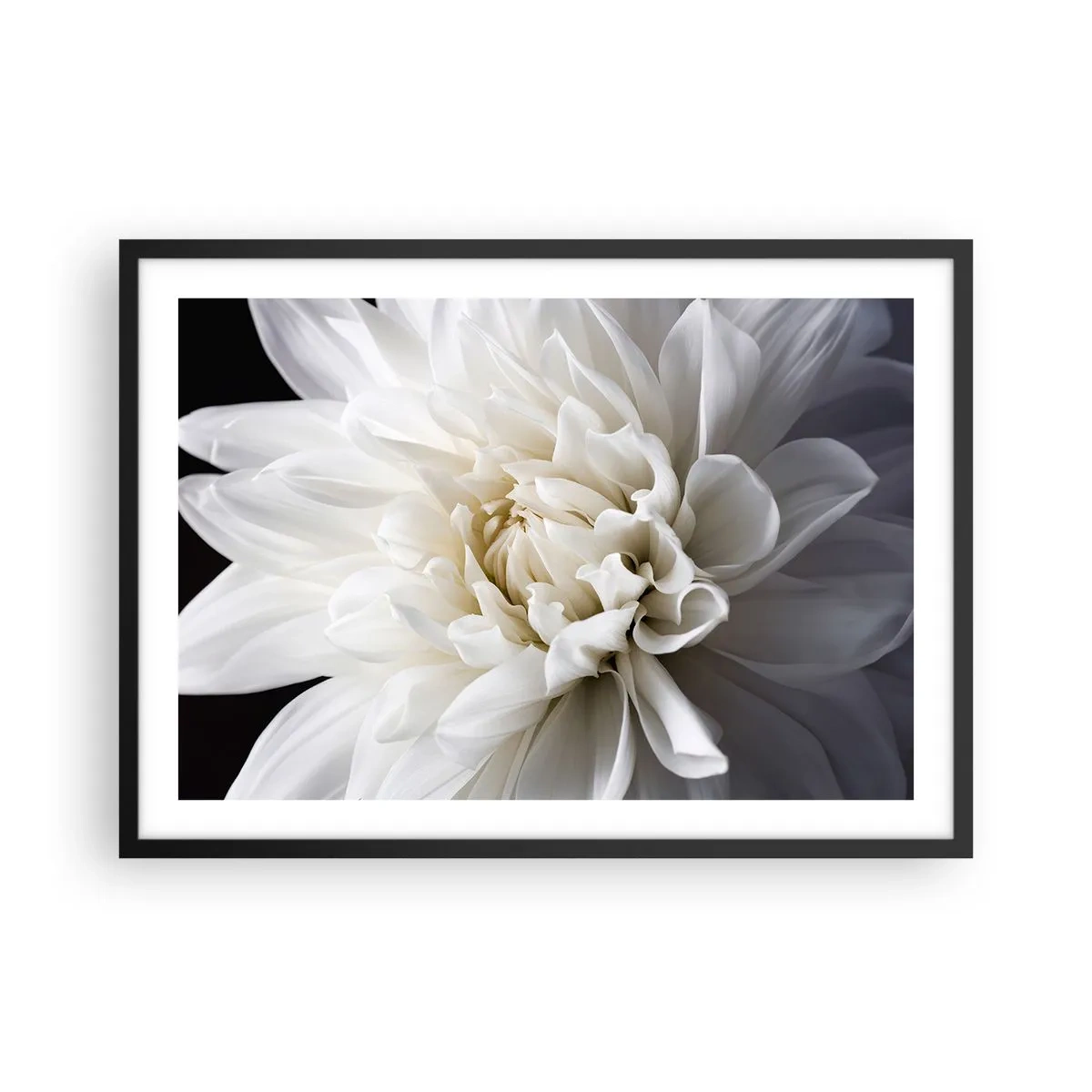 Poster in cornice nera - Un delicato fiore bianco su sfondo nero in una composizione elegante - 70x50cm - Il mattino della sposa - Decorazione murale moderna per soggiorno e camera da letto ARTTOR