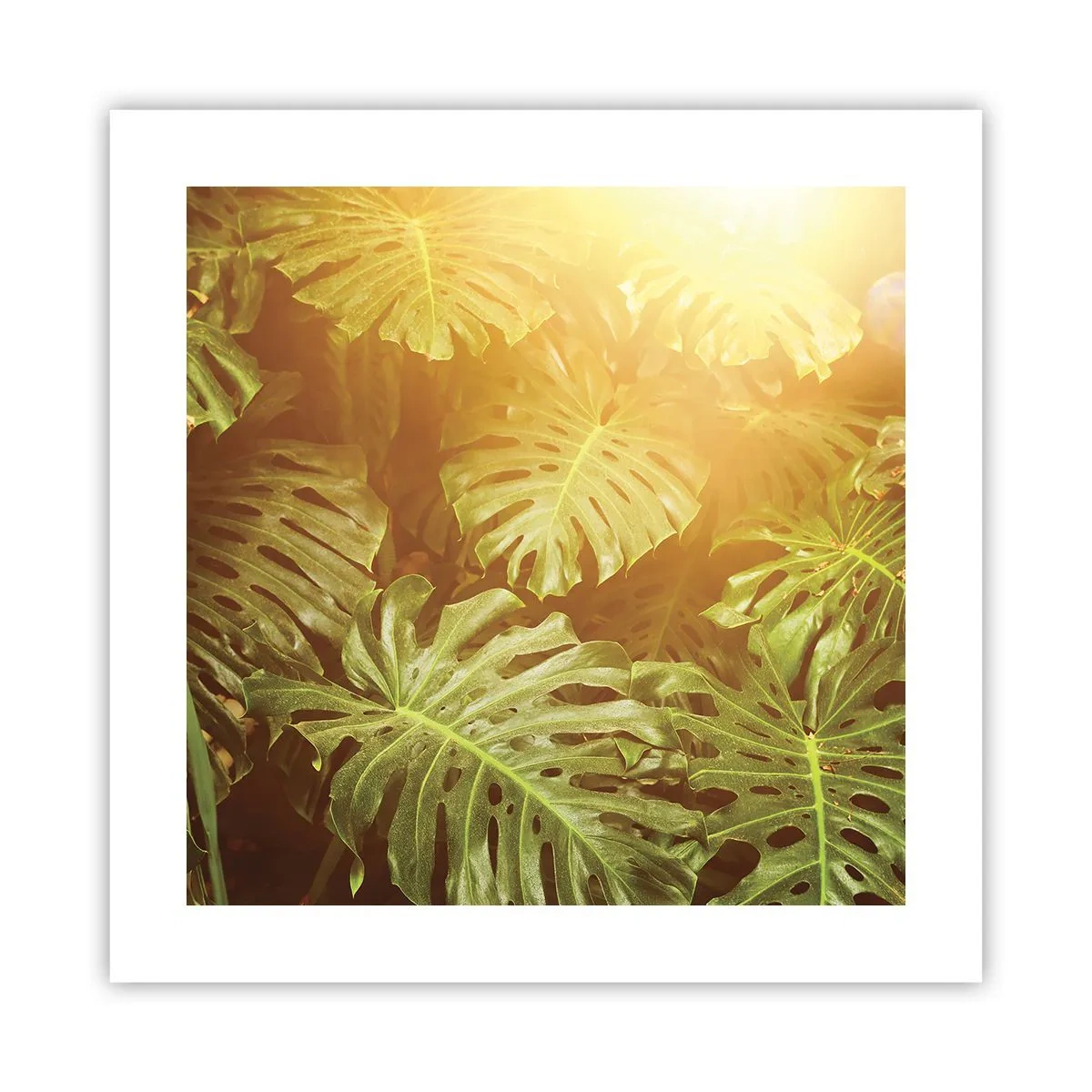 Poster - Entrando nel verde... - 40x40 cm
