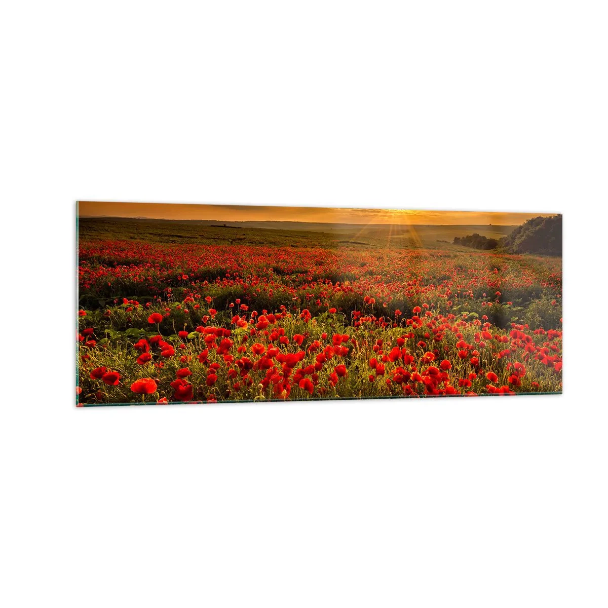 Quadro su vetro - Un campo di papaveri rossi al chiarore del sole al tramonto - 140x50cm - Tra il fruscio delle erbe, in un'esplosione di fiori - Decorazione murale moderna per soggiorno e camera da letto ARTTOR