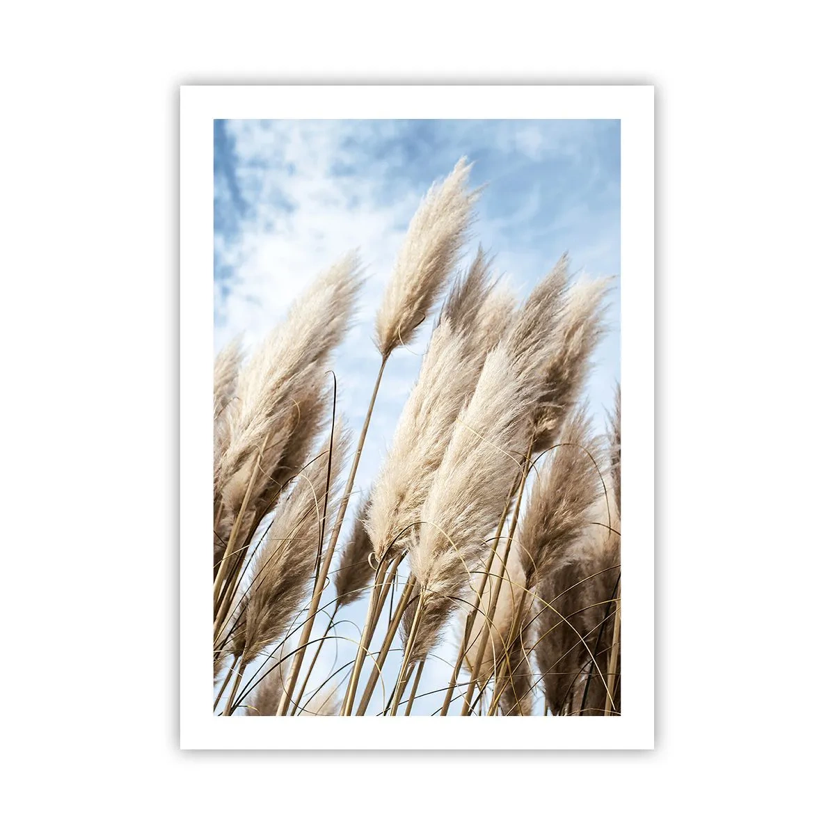 Poster - Erba della pampa contro il cielo - 50x70cm - Le carezze del sole e del vento - Decorazione murale moderna per soggiorno e camera da letto ARTTOR